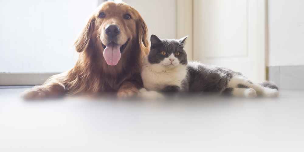 A dog and cat laying down in a home